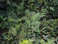 Tiefblick von Hängebrücke auf einen artenreichen Wald im Selvatura Park - La Fortuna